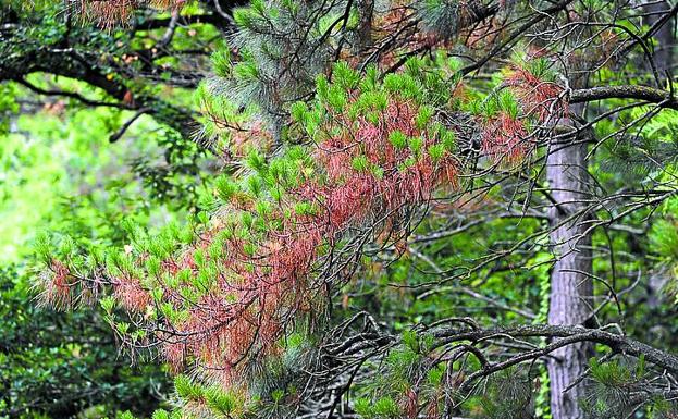 La banda marrón la enfermedad que afecta a los pinos en Gipuzkoa El